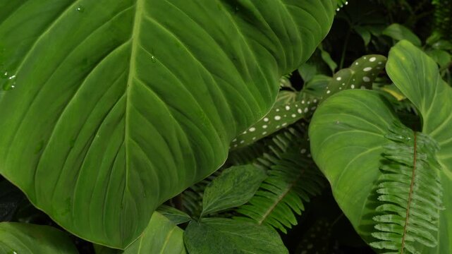 tropical scenes, close up view, philodendron; anthurium and begonia leaves thriving together, 4k footages, camera slowly moves