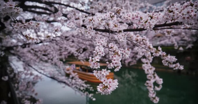 Steady cam shot across cherry blossom tree branches with Japanese boat in background