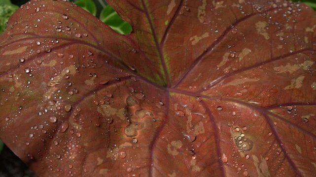 water drops on Caladium red leaf, tropical indoor plants, camera slowly move, 4k footage.