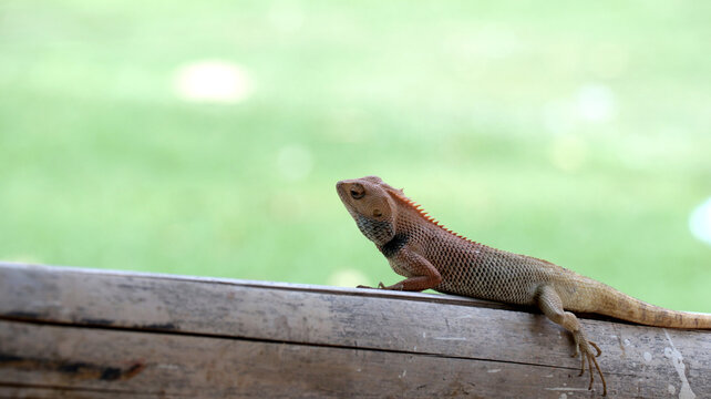 t is a species of agamid lizard widely distributed across Indo-Malaya.