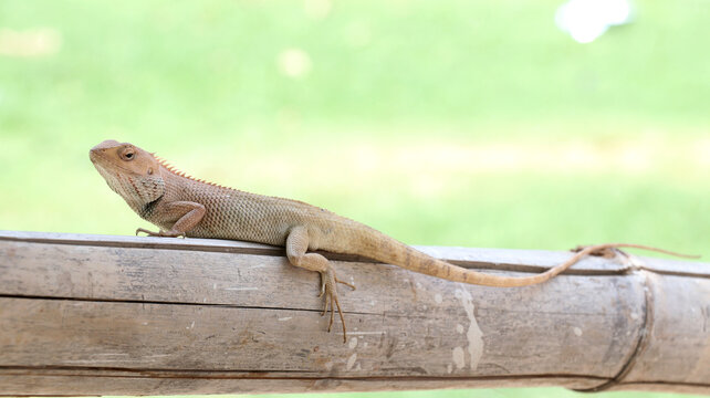 This is an Oriental garden lizard, also known as the changeable lizard or Calotes versicolor