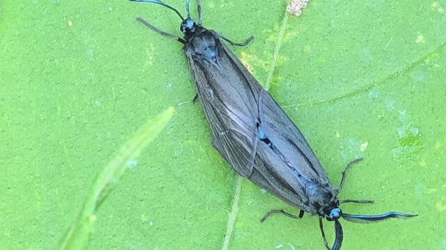 

Extreme macro of a mating pair of smoky moths (Illiberis pruni) with metallic blue antennae on a green leaf.
#001 초록색 잎사귀 위에서 메탈릭한 푸른빛 더듬이를 뽐내며 짝짓기 중인 포도유리나방(알락나방류) 한 쌍의 초접사 매크로 영상.#001

