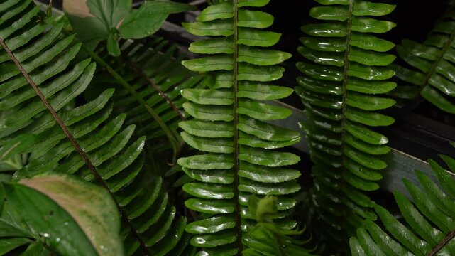 camera pan up slowly reveal full green fern leaves with bold ridges and rhythmic patterns cover in morning dew, tropical plant, indoor garden