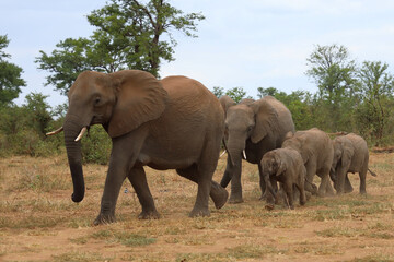 Fototapeta premium Afrikanischer Elefant / African elephant / Loxodonta africana