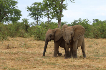 Afrikanischer Elefant / African elephant / Loxodonta africana © Ludwig