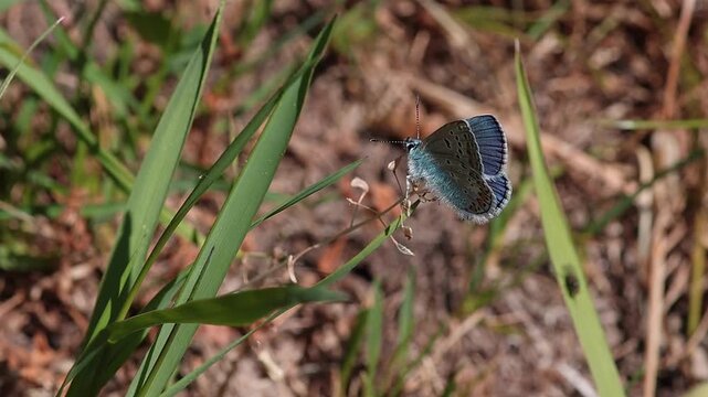 short clip of a polyommatus escheri or Escher's blue butterfly