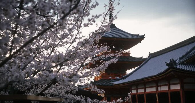 Beautiful reveal of ancient Japanese temple behind spring cherry blossoms - tracking shot
