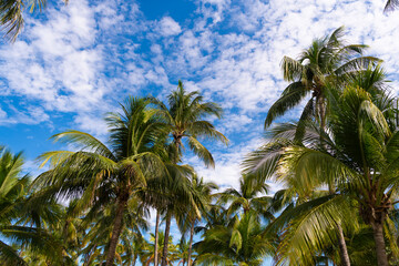 Obraz premium Tropical outdoor scene with palm tree. Tropical summer vacation. Exotic nature. Palm tree. Summer vacation in Miami south beach, Florida. Exotic palm tree of California. Tropical beach in Miami