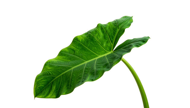 Single vibrant green tropical leaf isolated on white background with smooth texture and organic soft lighting