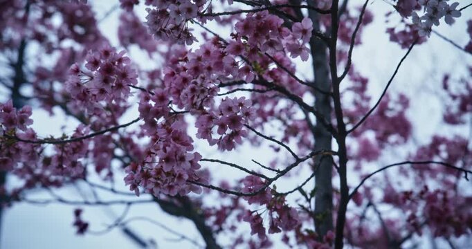 Pretty silhouette of spring cherry blossom branches in Japan