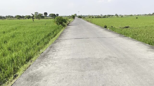 Straight concrete village road splitting vast green rice fields