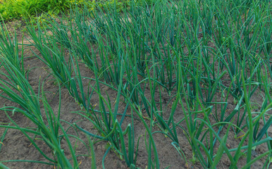 Fototapeta premium Onions growing in the garden. Selective focus.