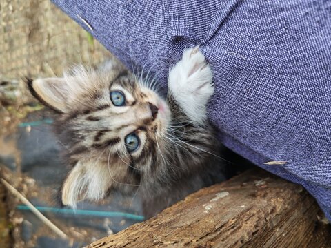 Adorable gatito de ojos azules asom&aacute;ndose con curiosidad