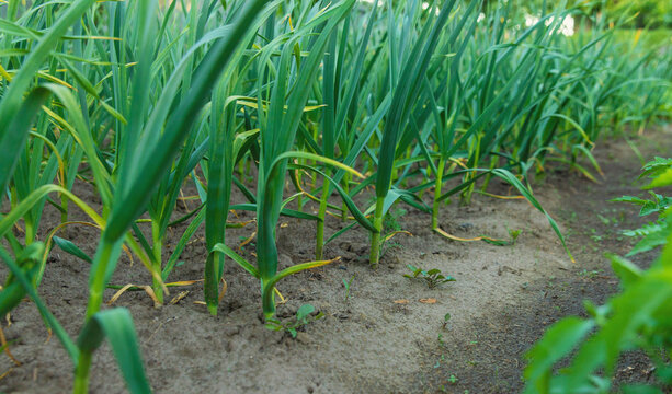 Garlic grows in the garden. Selective focus.