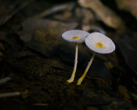 Two Leucocoprinus fragilissimus Fragile Dapperlings Side by Side &mdash; Striate Caps with Golden Umbo and Dual Annuli, Dark Forest Floor, Borneo Rainforest, Kalimantan, Indonesia