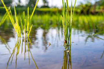 Obraz premium Golden apple snails feeding on fresh young rice leaves in water. Destructive agricultural pest crawling on green paddy crop stock photo