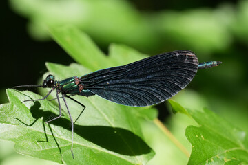 Closeup on a male Beautiful Demoiselle damselfly, Calopteryx virgo perched on a green leaf © Henk