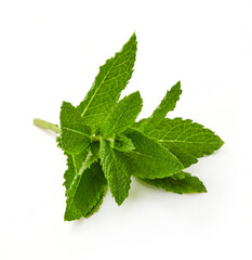 Fototapeta premium Fresh mint sprig isolated on white background, green peppermint leaves close up
