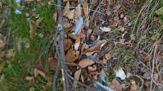 Scattered feathers from bird prey after predator feeding in forest environment