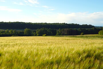 Obraz premium green field of rye