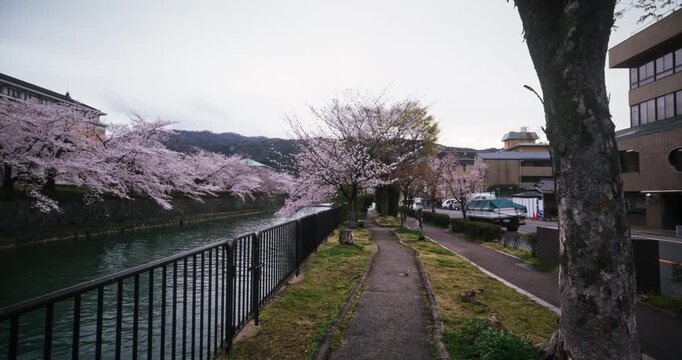 Steady cam movement on narrow path near canal in Japan with cherry blossom trees