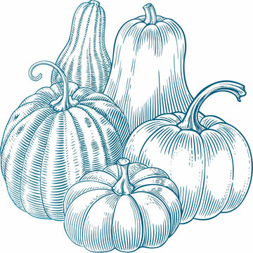 pumpkins and squash line art vegetables harvest
