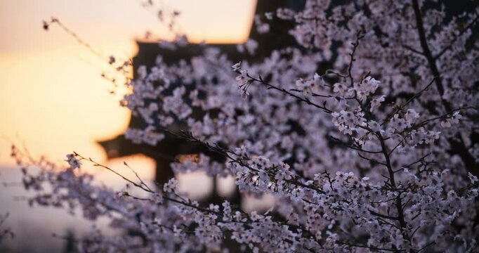 Beautiful spring cherry blossom branches with silhouetted Japanese temple at sunset - closeup
