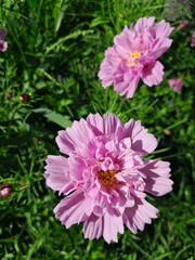 Fototapeta premium Bright Pink Scabiosa Flower Blooming in Sunlit Garden with Green Foliage Background
