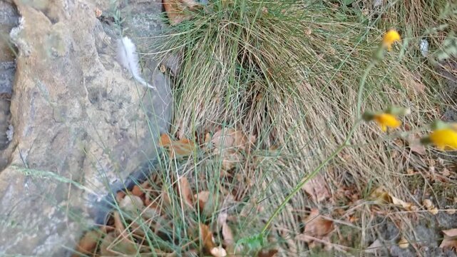 Scattered feathers from bird prey after predator feeding in forest environment