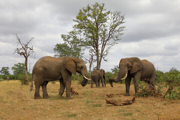 Fototapeta premium Afrikanischer Elefant / African elephant / Loxodonta africana