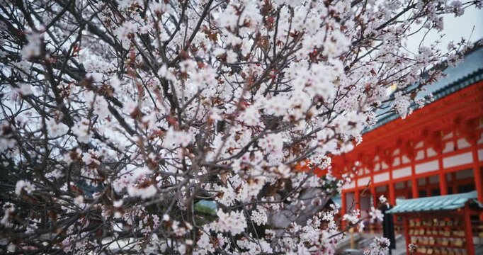 Steady movement around cherry blossom tree branches with ancient Japanese temple