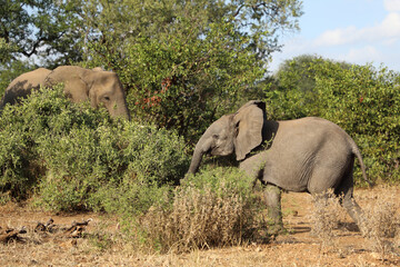 Fototapeta premium Afrikanischer Elefant / African elephant / Loxodonta africana
