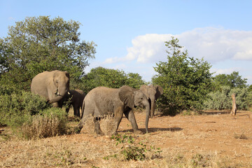 Fototapeta premium Afrikanischer Elefant / African elephant / Loxodonta africana