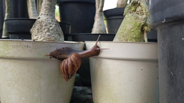 A snail with a beautifully patterned shell slowly crawls to a plant pot.