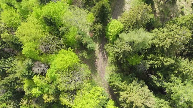 Aerial Descending Top-Down Drone Shot with Slow Rotation Over Narrow Forest Path in Lush Summer Forest