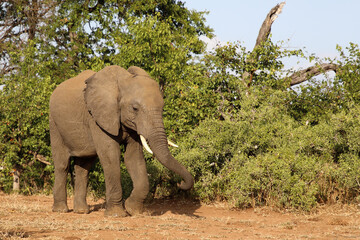 Fototapeta premium Afrikanischer Elefant / African elephant / Loxodonta africana
