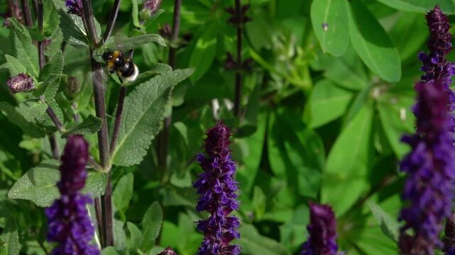 Slow motion (250fps) of a buff tailed bumble bee visiting salviat flowers