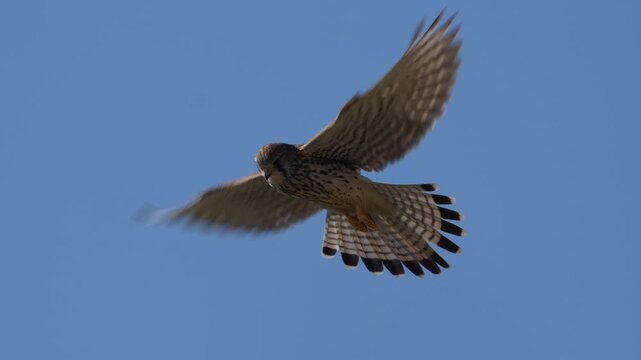 Slow motion: Common kestrel (Falco tinnunculus) hovering in the blue sky, searching for prey.
