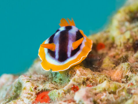 Chromodoris quadricolor