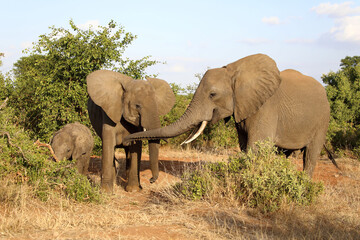 Obraz premium Afrikanischer Elefant / African elephant / Loxodonta africana
