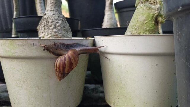 A snail with a hard, beautifully patterned shell and two tentacle-like antennae on its head that are useful for seeing and feeling is crawling in a plant pot.