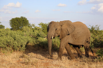 Obraz premium Afrikanischer Elefant / African elephant / Loxodonta africana