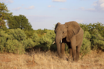 Fototapeta premium Afrikanischer Elefant / African elephant / Loxodonta africana