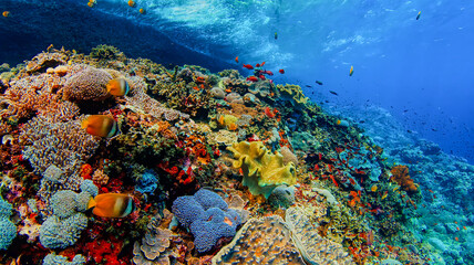 Breathtaking underwater wide shot of a vibrant, colorful coral reef teeming with diverse tropical fish © AHMED BADAWY