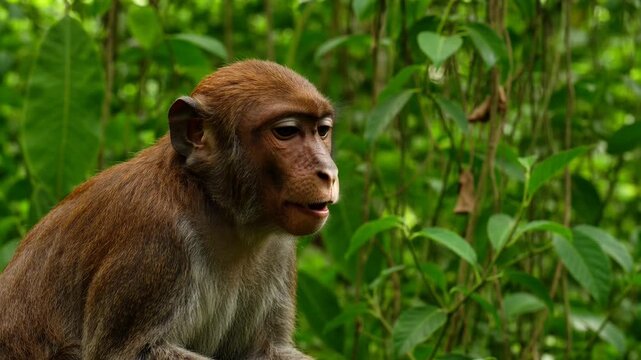 Profile portrait of a brown macaque monkey looking upwards in a lush green tropical forest