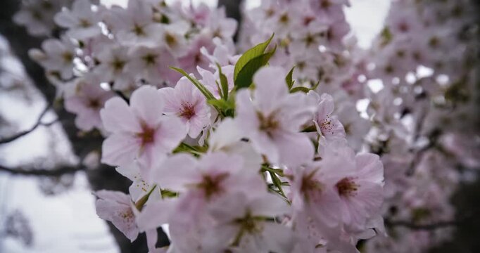 Closeup steady cam shot on beautiful blooming cherry blossoms
