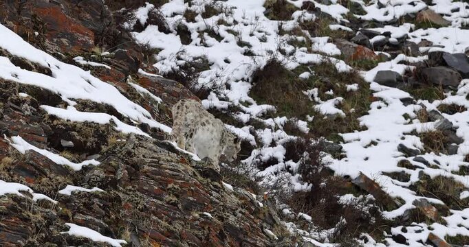 Snow Leopard Walking on Rocky Mountain 4K