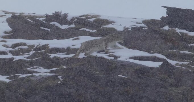 Close Up of Chinese Snow Leopard Face 4K