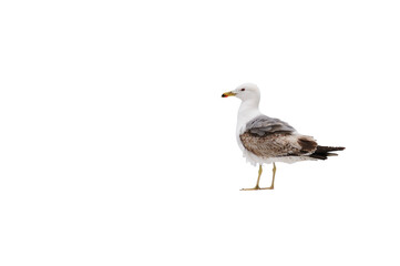 Fototapeta premium seagull isolated on transparent background