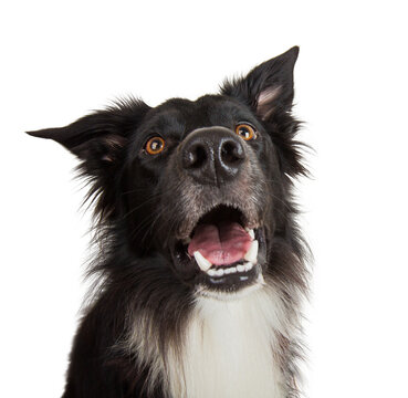 Close up portrait of purebred dog funny emotion. Open mouth and big eyes looking up attentive staring, waiting for food. Astonished Border Collie expression, adorable pet isolated